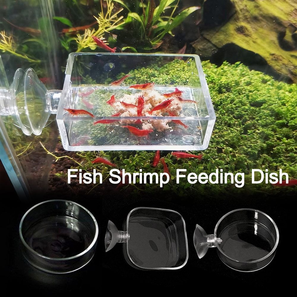 Aquarium Fish In Bowl - Ciotola per Alimentazione Pesci in Acrilico