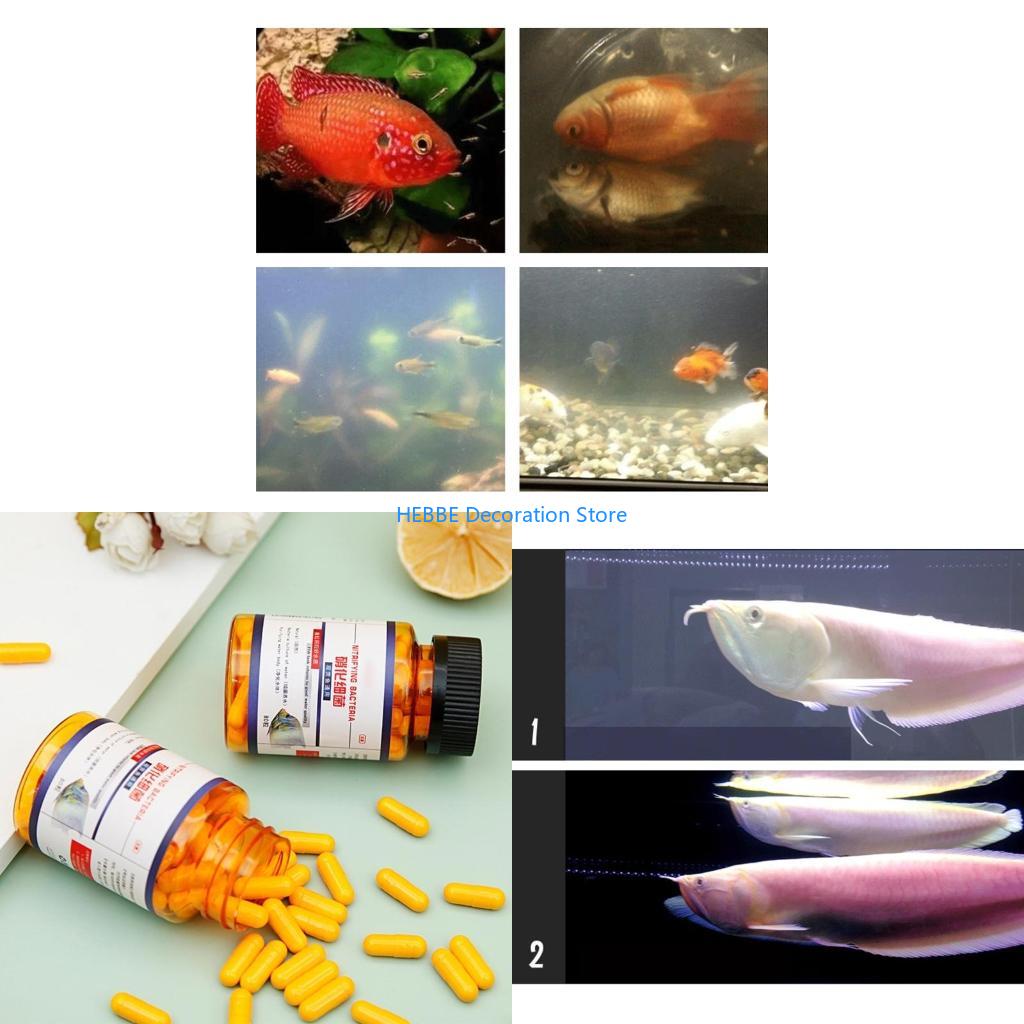 B0KC 30/80 pezzi Capsule batte - Aquarium Fish Medicine recensione e prezzo