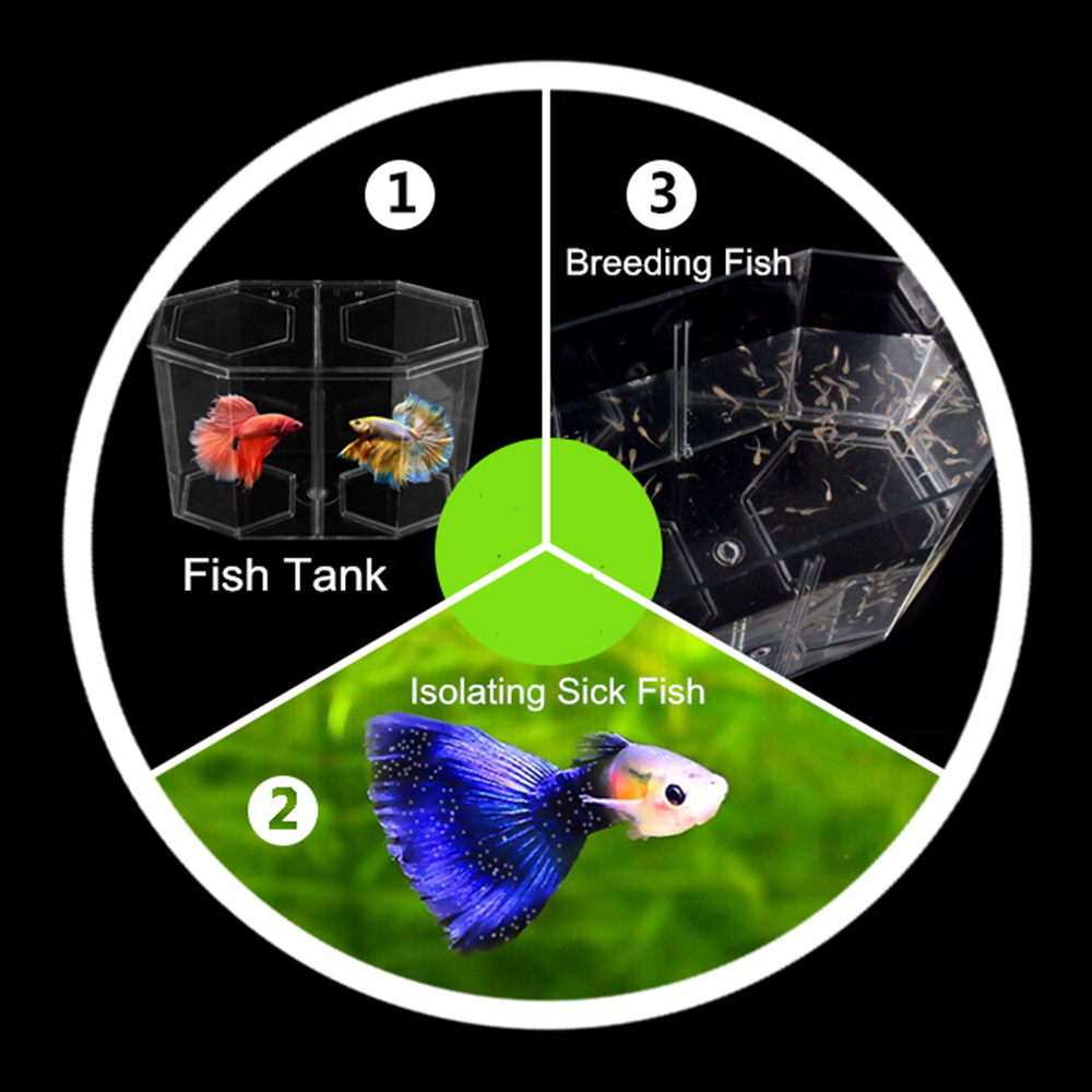 Acrilico Due Splits Guppy Acqu - Aquarium Fish In Bowl recensione e prezzo