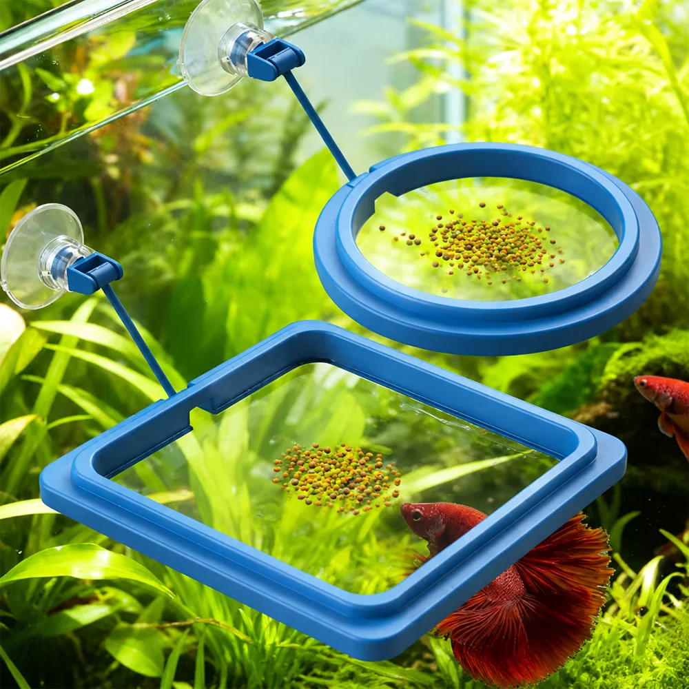 Mangime per Pesci Betta Galleg - Aquarium Fish Price recensione e prezzo