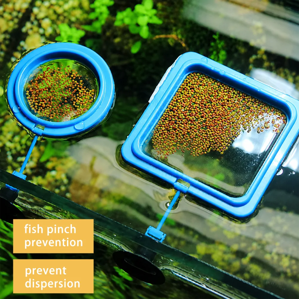Mangime per Pesci Betta Galleg - Aquarium Fish Price recensione e prezzo