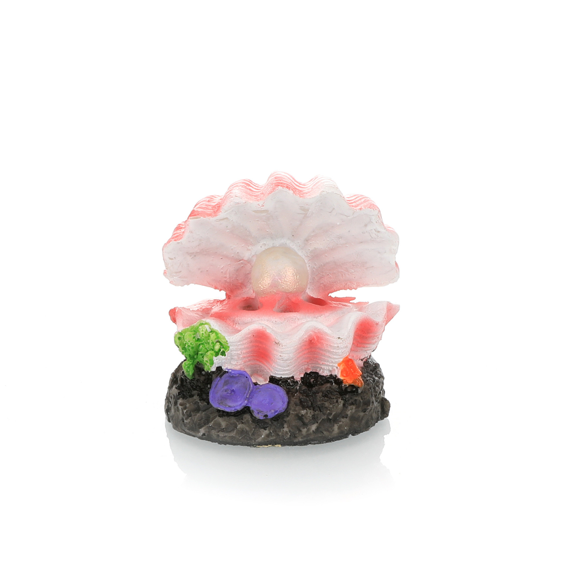 Simulazione paesaggistica per  - Aquarium Fish For Sale Online recensione e prezzo