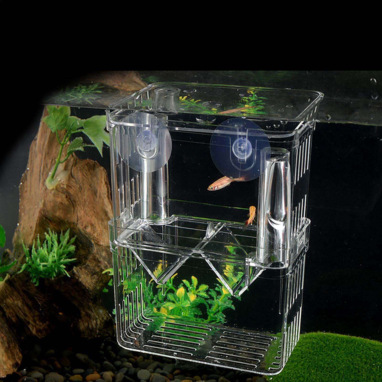 Box per Allevamento Pesci, Sca - Aquarium Fish In Bowl recensione e prezzo