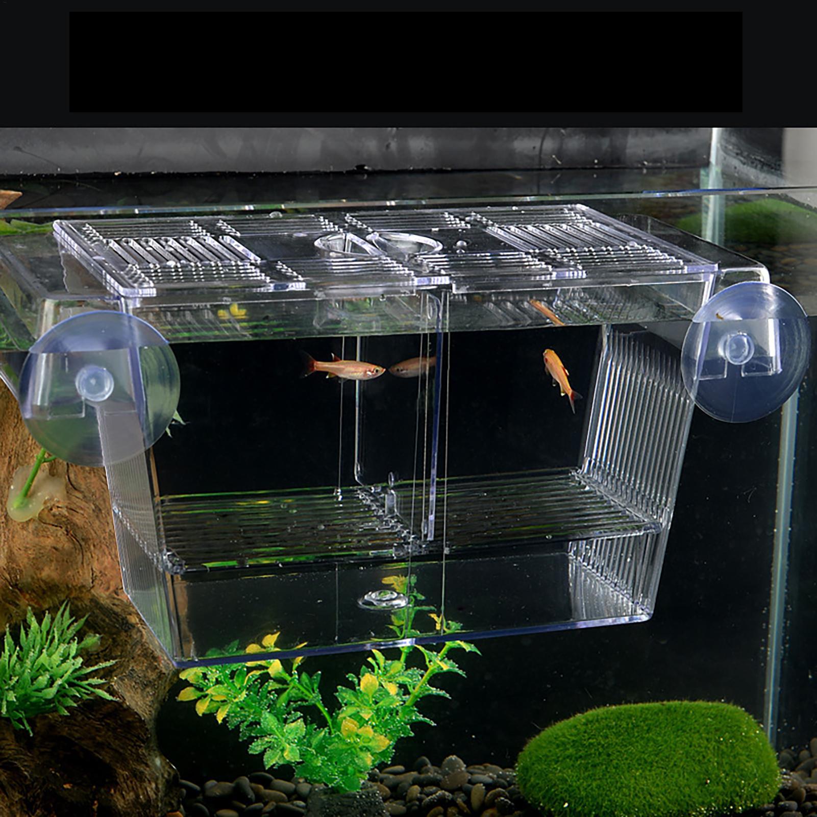 Box per Allevamento Pesci, Sca - Aquarium Fish In Bowl recensione e prezzo